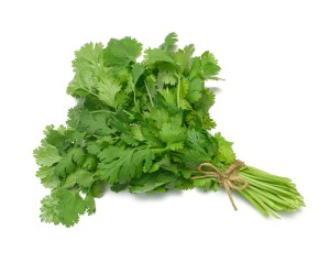 cilantro