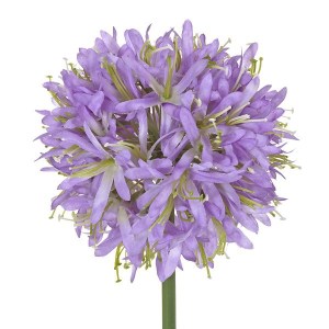 Allium