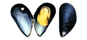 mejillon 2