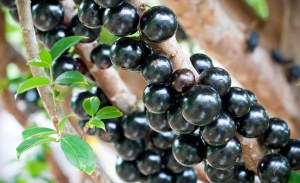 Jabuticaba