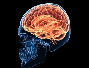 3 cerebro-placer-dolor